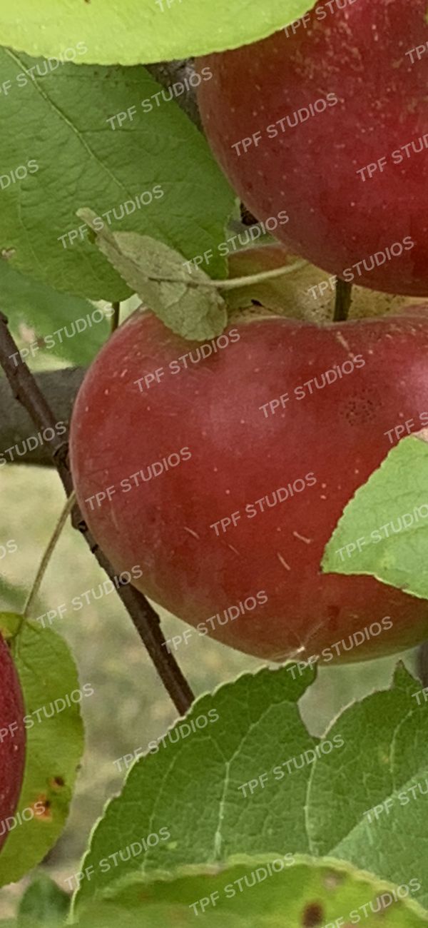 Crabapple