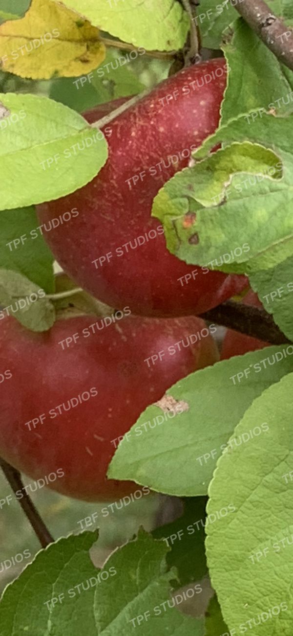 Crabapples on the branch