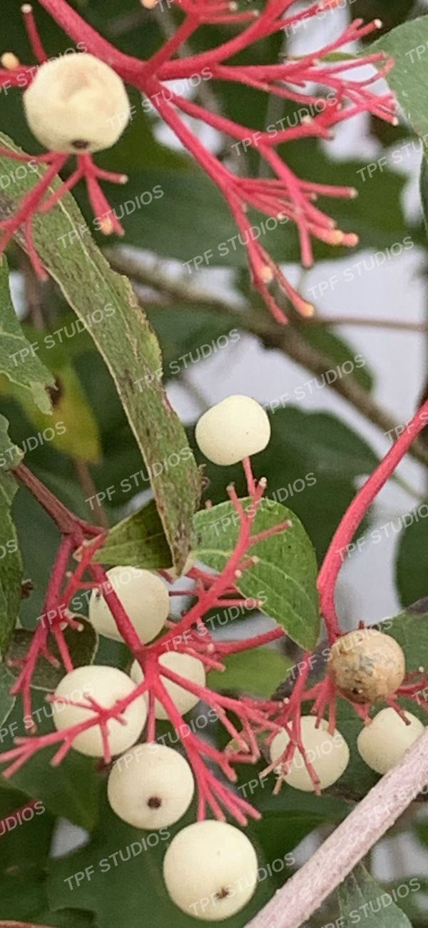 Dogwood berries