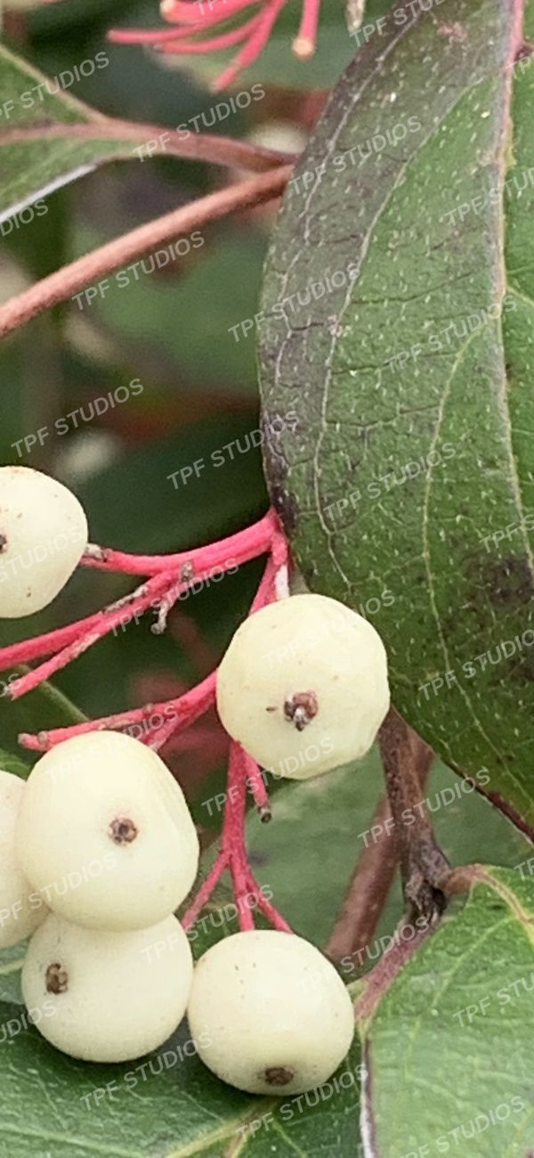 Dogwood, close