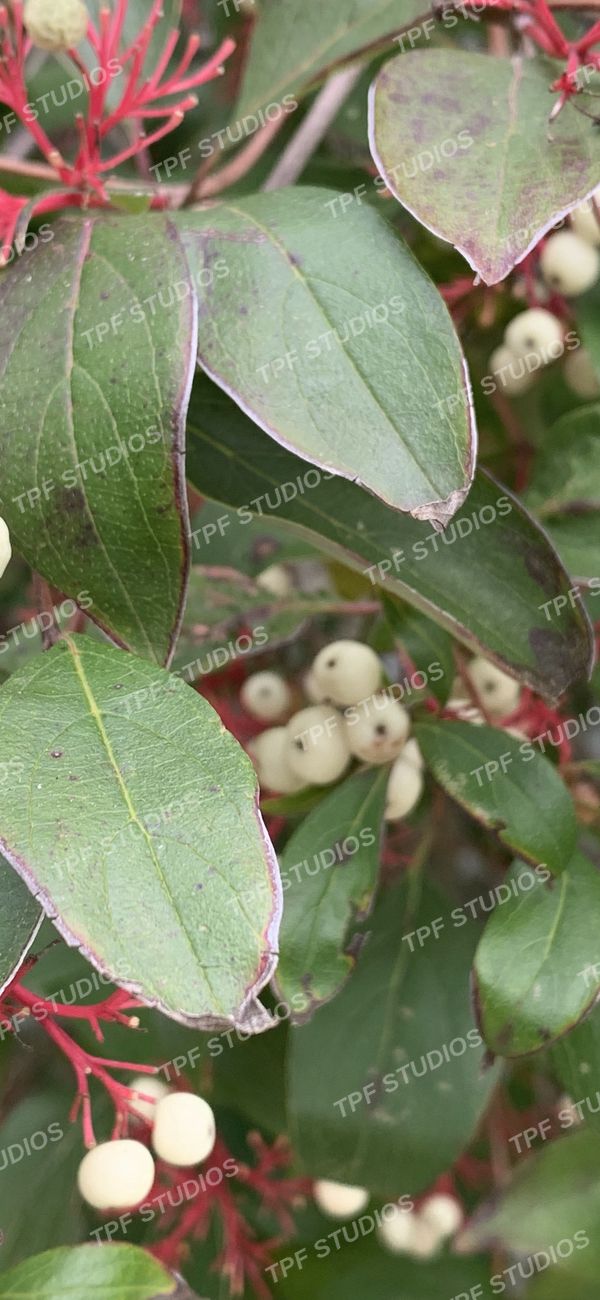 Dogwood, in clusters