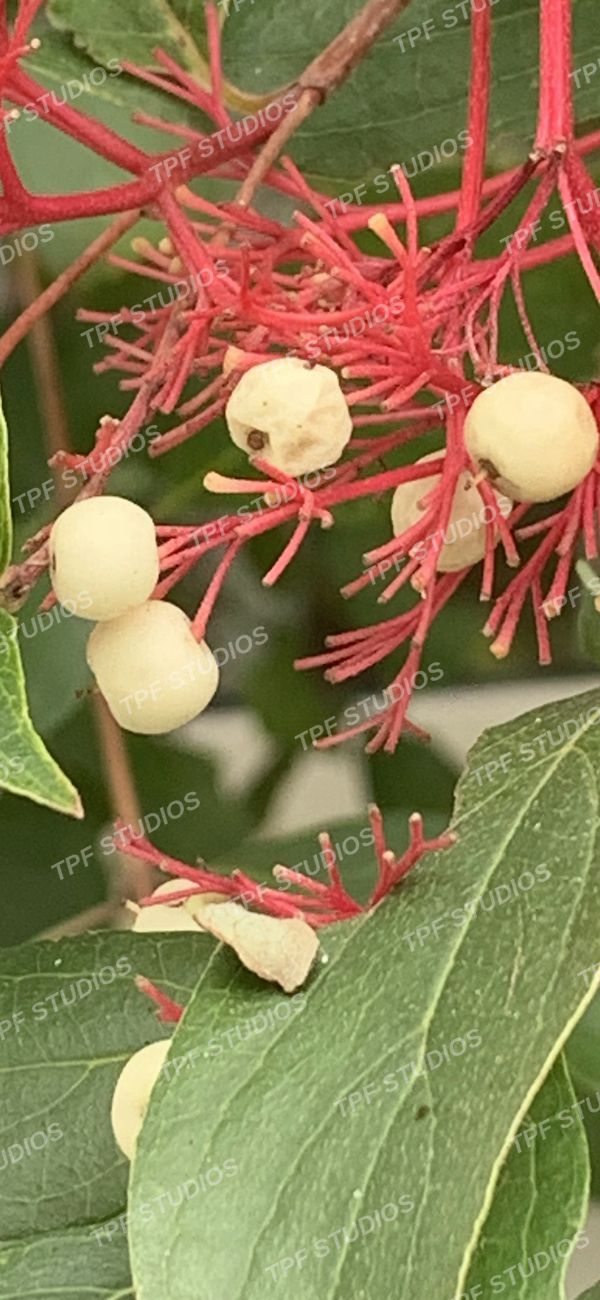 Dogwood, red stems