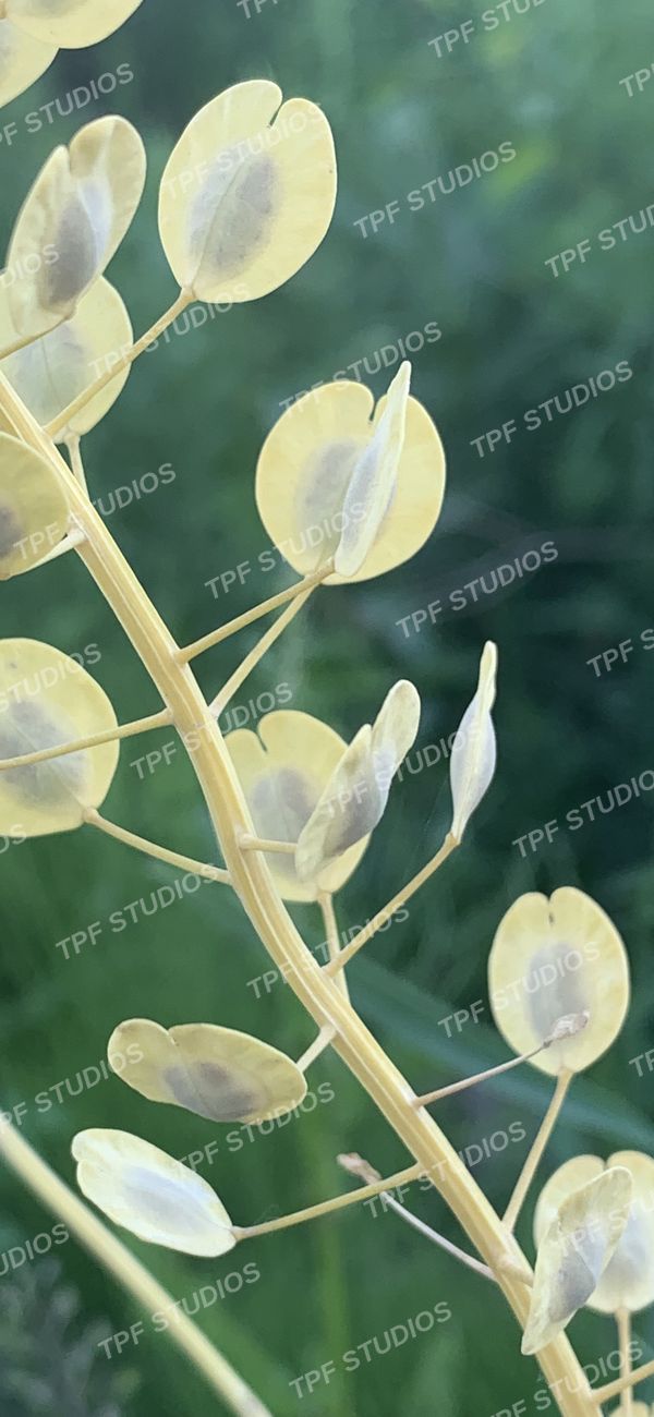Honesty, seed pods