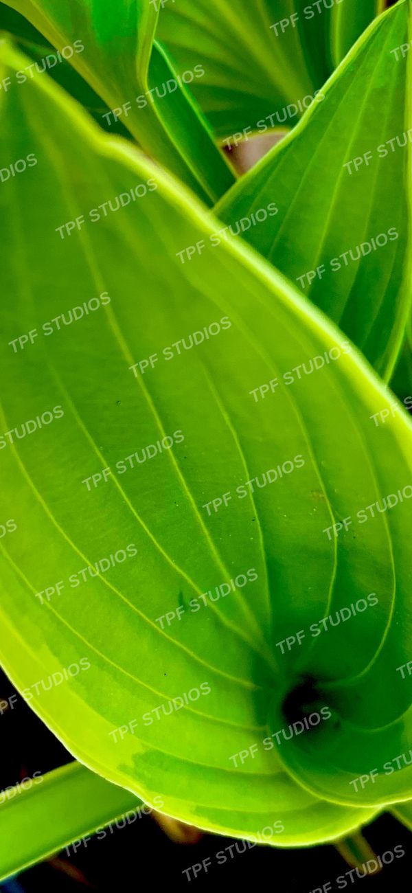 Hosta, curling