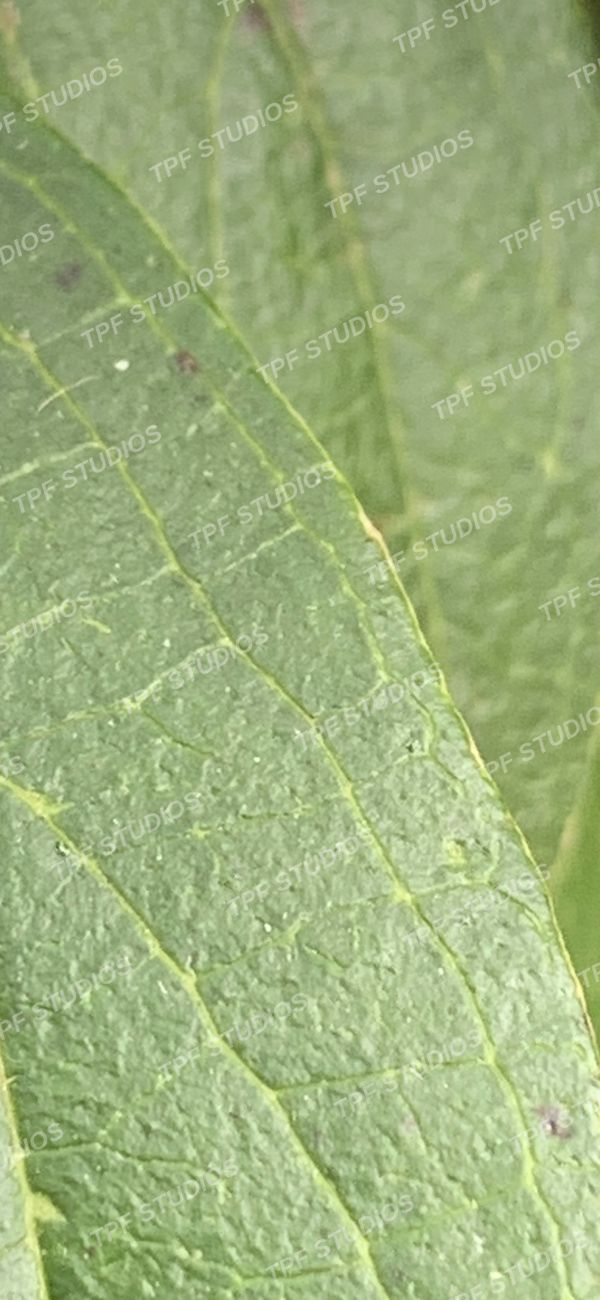 Leaf veins