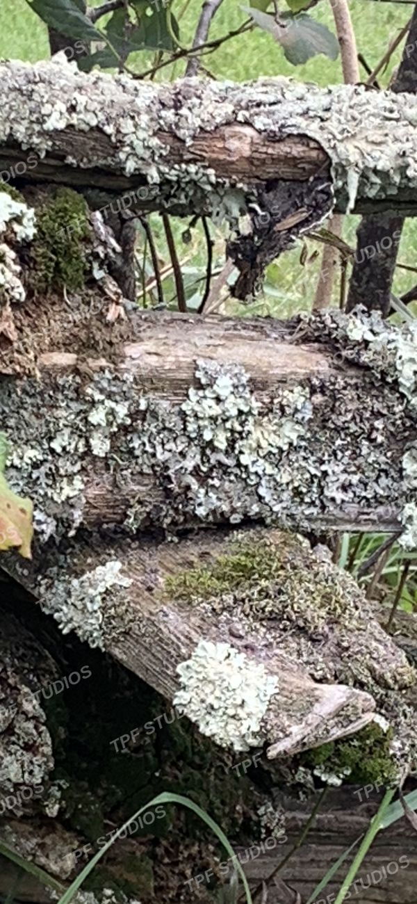 Lichen and moss