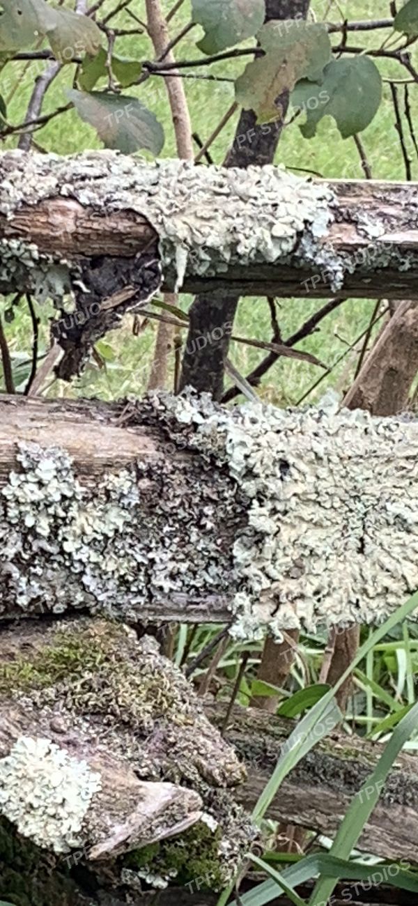 Lichen on rail fence