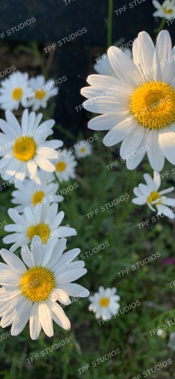 Oxeye daisies