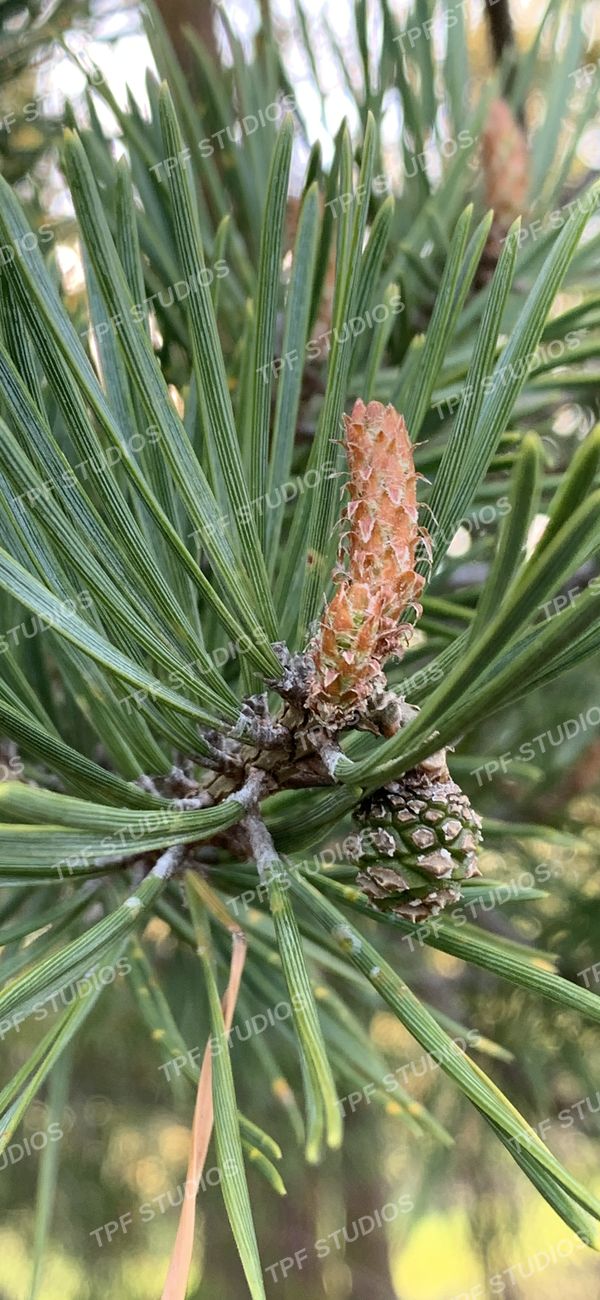 Pine, new growth