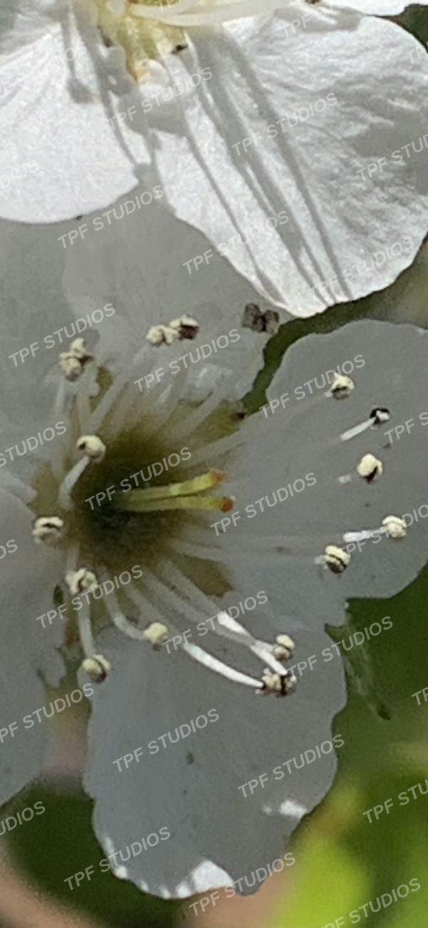 Plum blossom