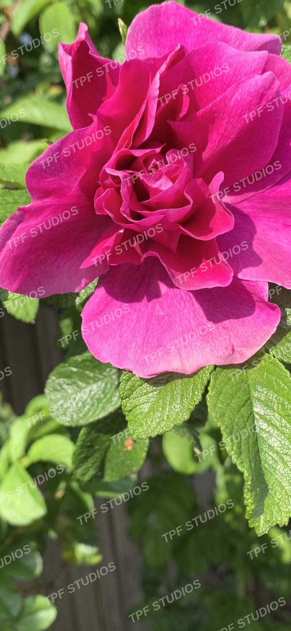 A deep pink rose in full bloom