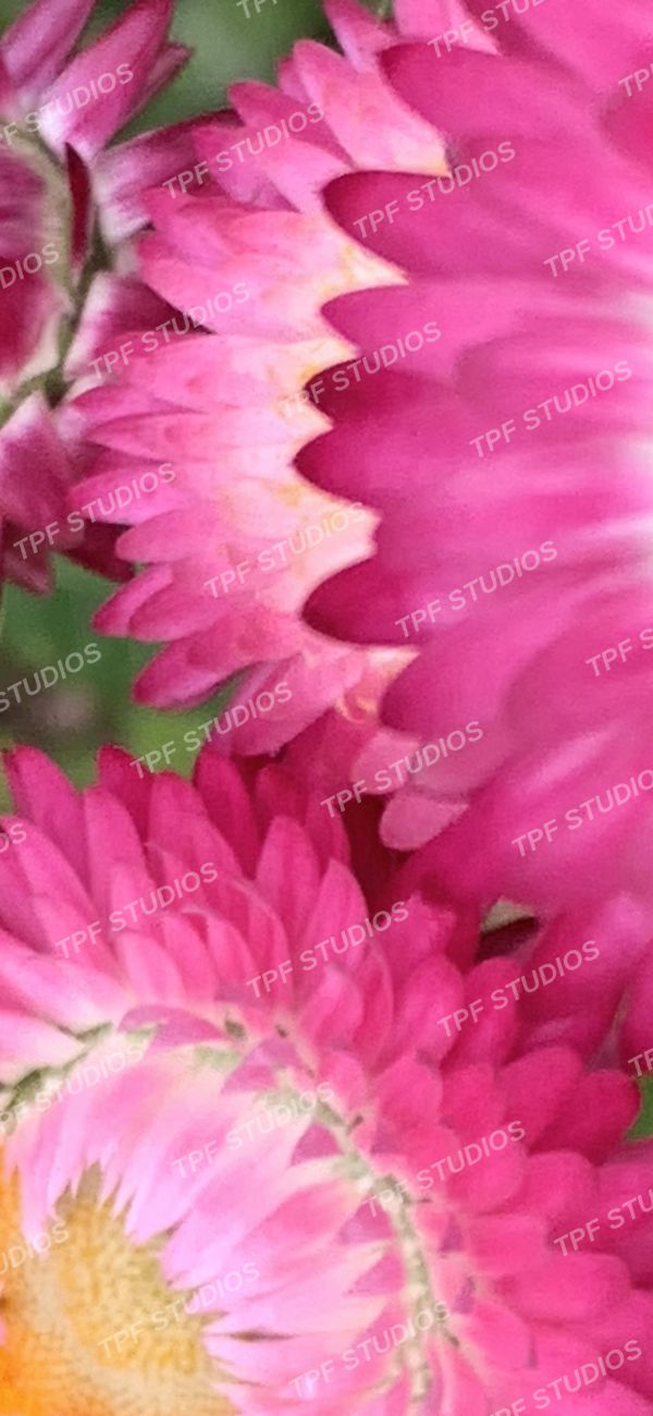 Strawflowers, close